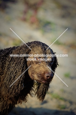 sandy American Water Spaniel