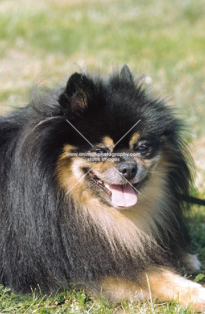 German spitz small, portrait