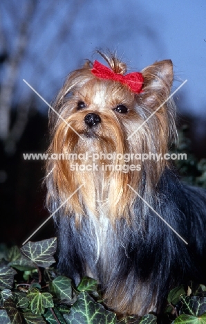 yorkshire terrier, sweetie, portrait