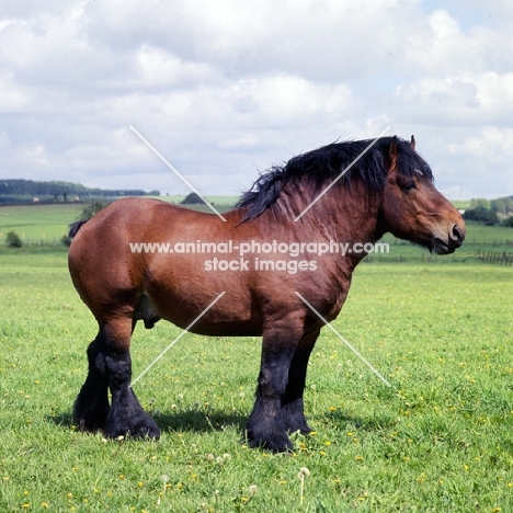 ardennais, coquin d’agremont,  side view