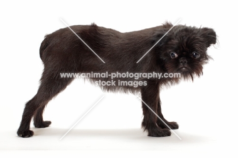 young black Griffon Bruxellois on white background