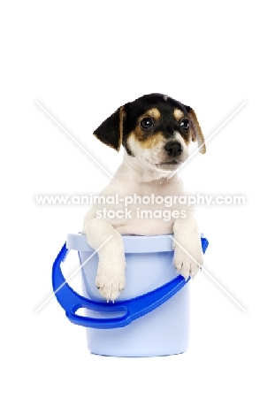 Jack Russell puppy in a blue bucket