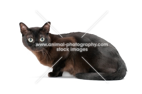 sable Burmese cat crouching