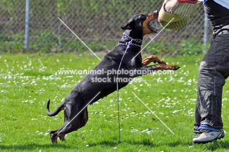 black and tan dobermann attacking