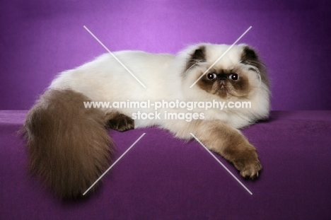 Colourpoint (Aka: Persian or Himalayan)