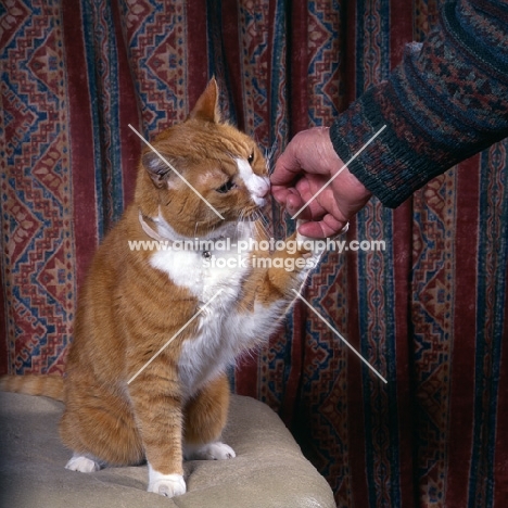 ginger and white cat pawing at owner