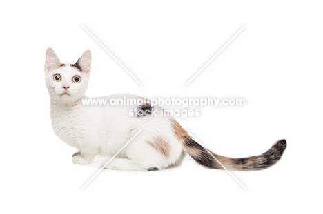 shorthaired Bambino cat on white background, looking up