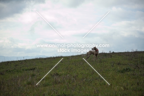 orange and white english setter standing on top of a hill