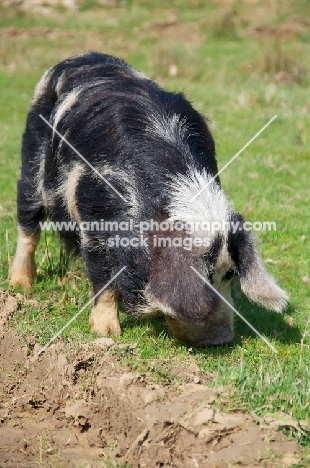 Kunekune pig