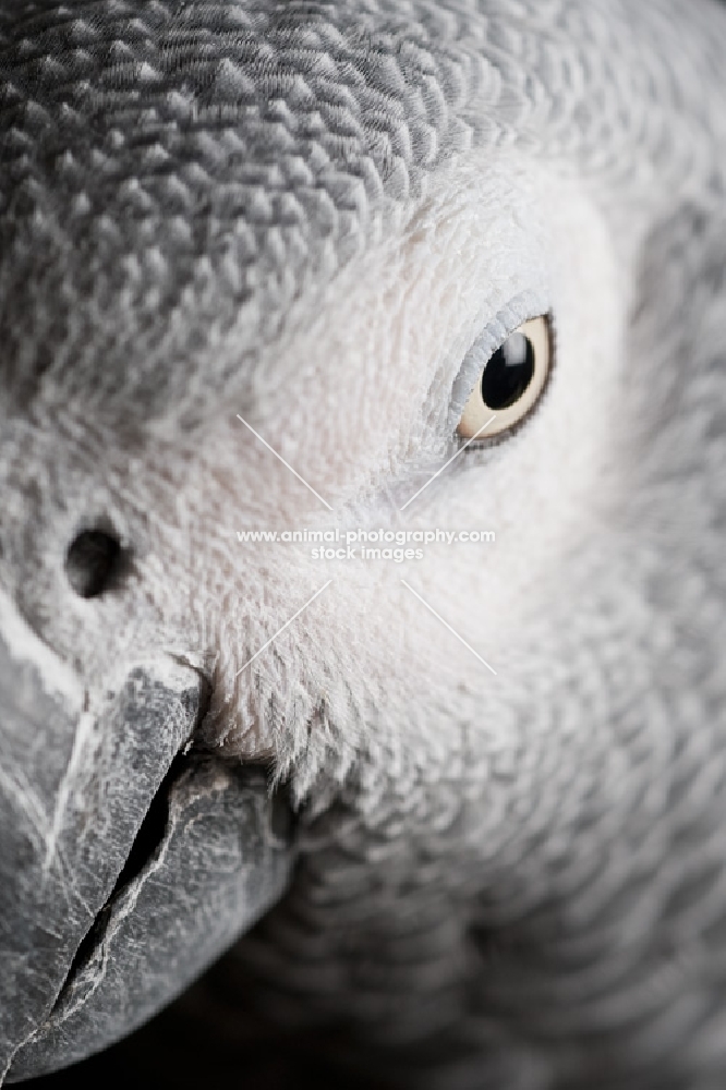 Close up of an African Grey Parrot's face