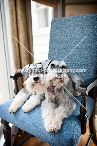 miniature schnauzers on blue chair