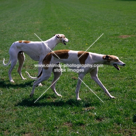 two show greyhounds walking in a field