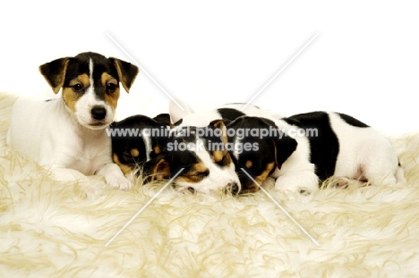 Four sleepy Jack Russell puppies in a row