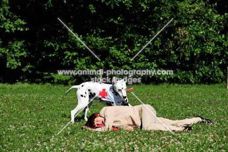 Dalmatian helping woman