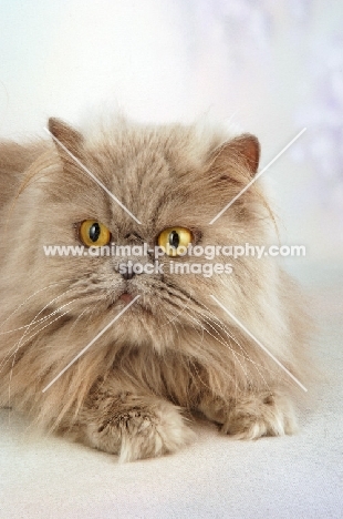 lilac Persian, looking away