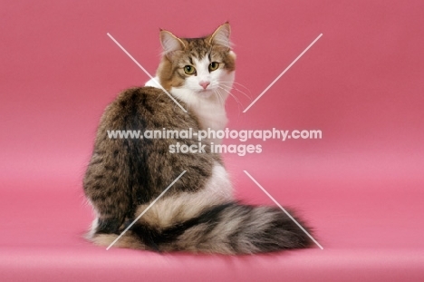 Brown Mackerel Tabby & White Norwegian Forest cat