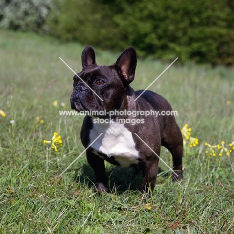 ch merrowlea opal of boristi, french bulldog standing among cowslips