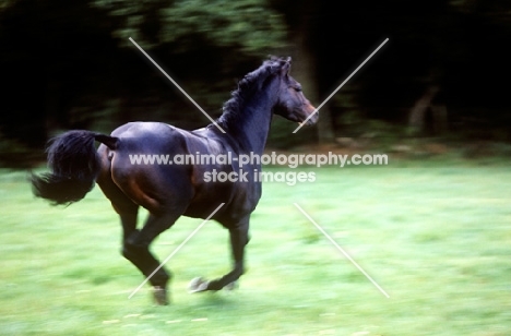 catherston night safe, famous  riding pony stallion, cantering in his paddock