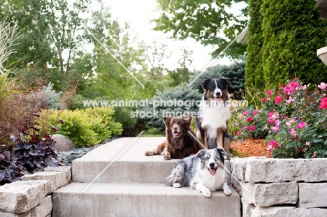 Three Australian Shepherds on front step.