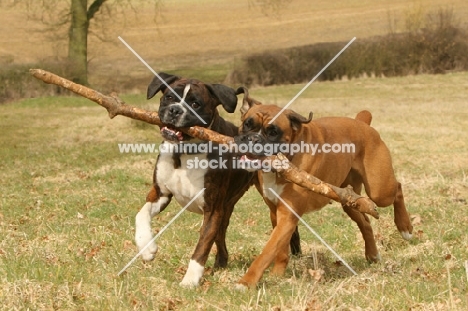 two Boxer dogs playing with stick