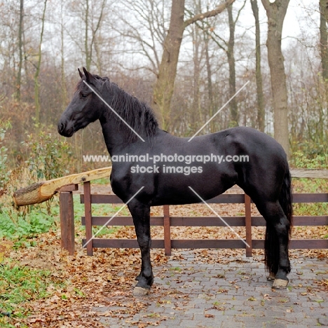 Friesian side view