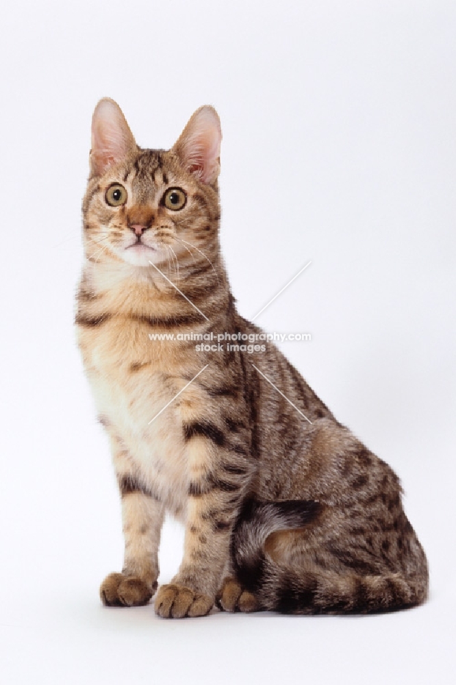 california spangled cat sitting on white background