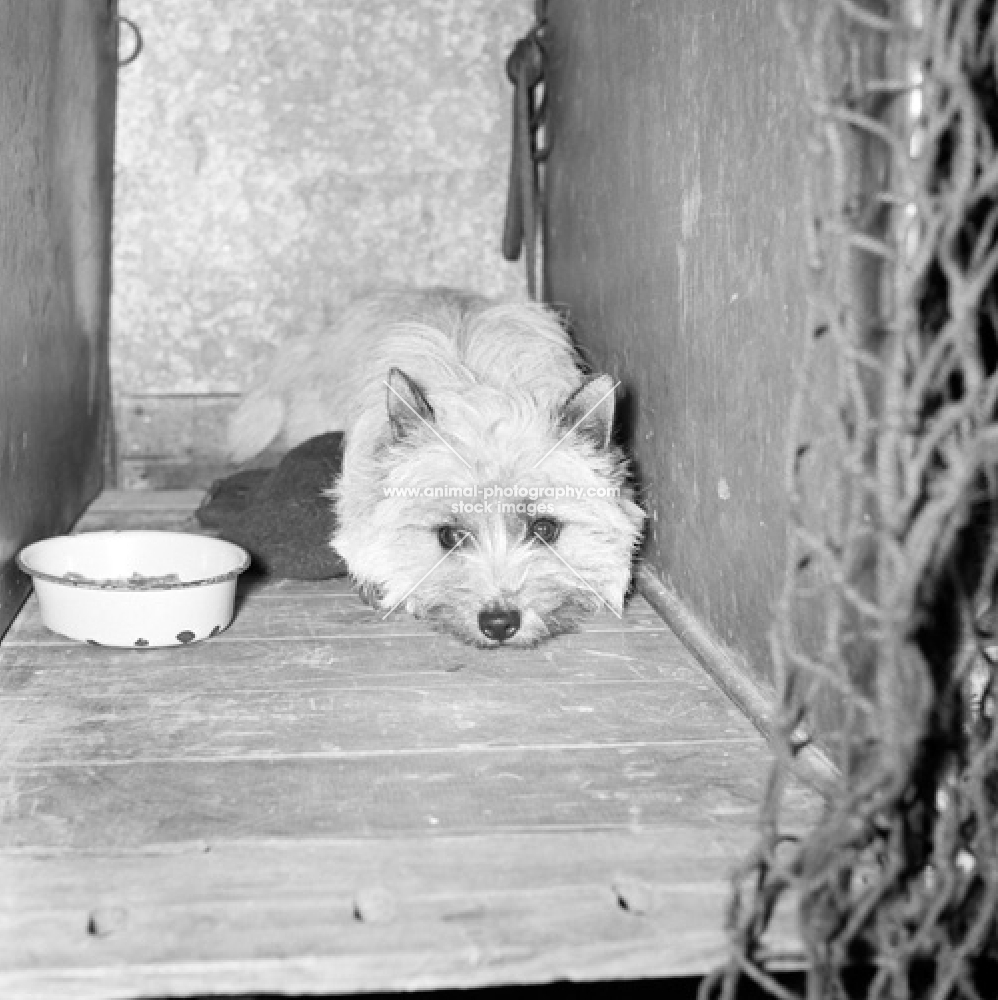 cairn terrier on a show bench