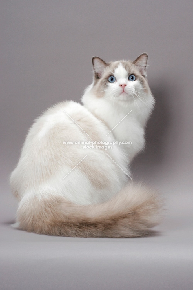 Blue Point Bi-Colour Ragdoll on grey background, back view