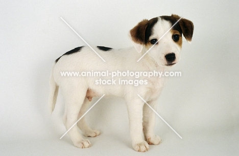 Jack Russell Terrier puppy