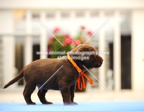 Labrador Retriever puppy wearing orange ribbon