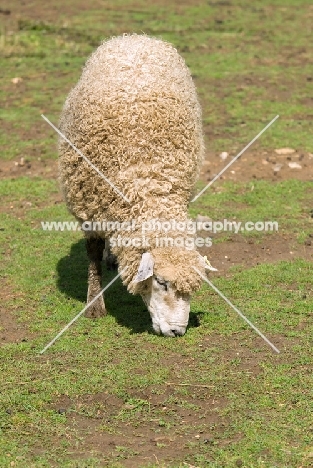 Leicester Longwool sheep grazing in summer