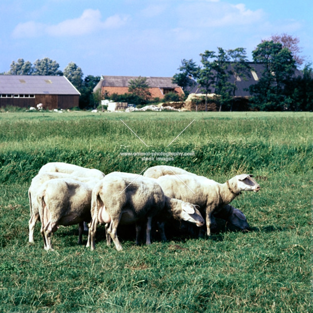 friesian sheep in a field in holland