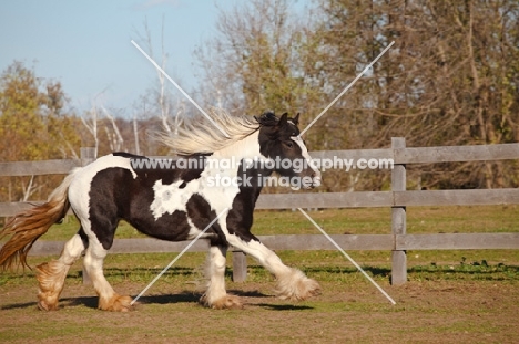 Gypsy Vanner running in field