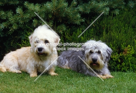two champion dandie dinmonts together