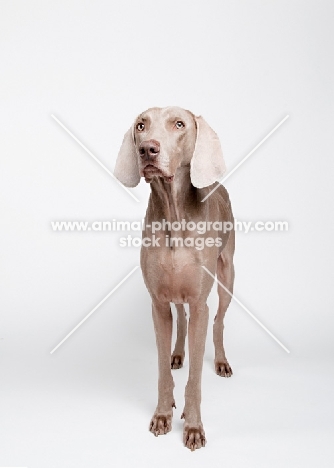 Weimaraner in studio