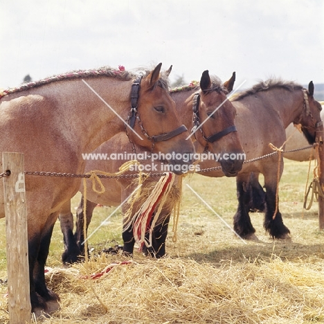 group of Adennais at Libramont show