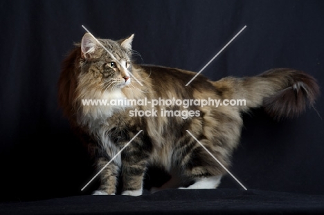 International champion Quadzilla's Sirius standing in front of a black background, studio shot