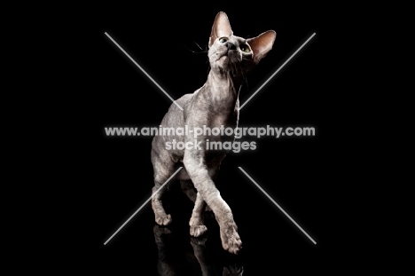 peterbald cat walking and looking up