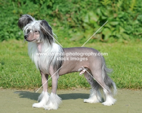 Chinese Crested Dog side view
