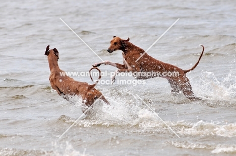 Azawakh dogs running in water