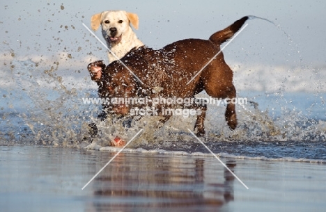 chocolate and cream Labrador Retriever dogs playing in sea