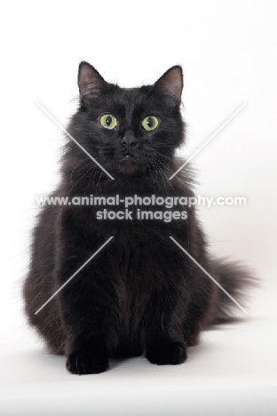 longhaired Munchkin, looking at camera