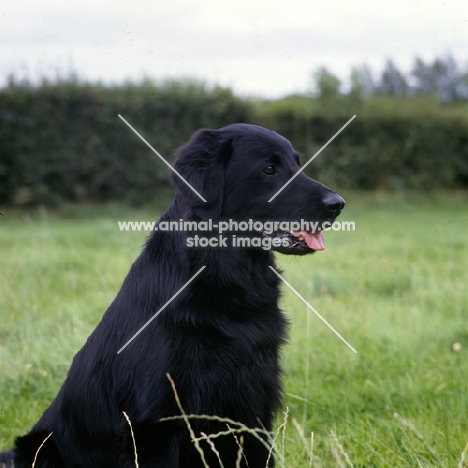 ch bordercot guy,  flatcoat retriever head and shoulders 