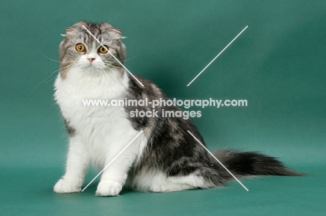 Silver Classic Tabby & White Scottish Fold Longhair
