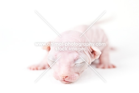 1 week old Sphynx kitten with eyes still closed