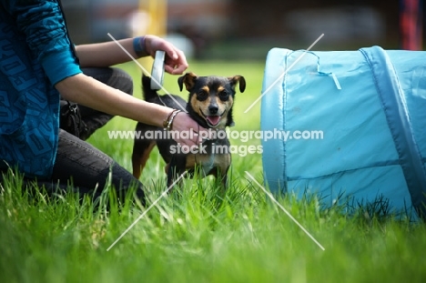 small black and tan mongrel dog standing near owner and waiting to go in a tunnel 