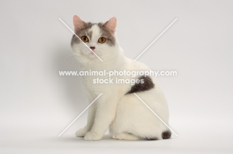 Blue Classic Tabby and White Manx in studio, on white background