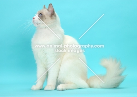 Blue Point Bi-Color Ragdoll cat, side view