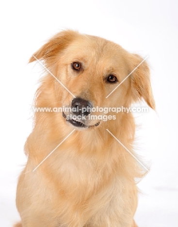 Golden Retriever in white background