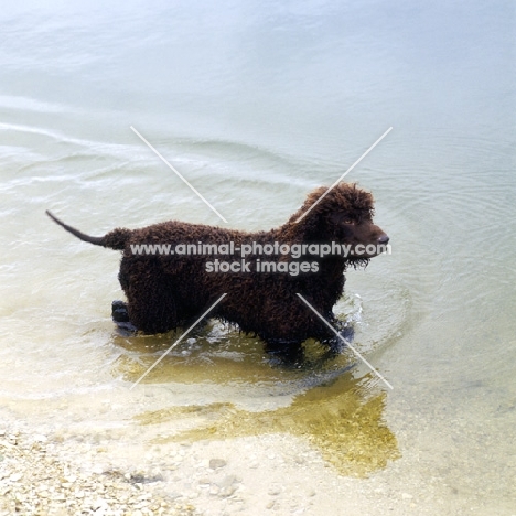 sh ch kellybrook joxer daly, irish water spaniel walking in water